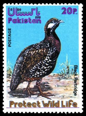 Protect Wild Life Black Partridge