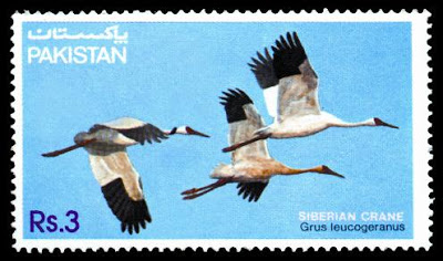 Wildlife Siberian Crane