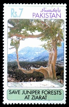 Juniper Forests at Ziarat