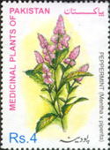 Medicinal Plants of Pakistan - Peppermint