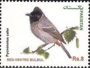 Birds Series - Red-Vented Bulbul