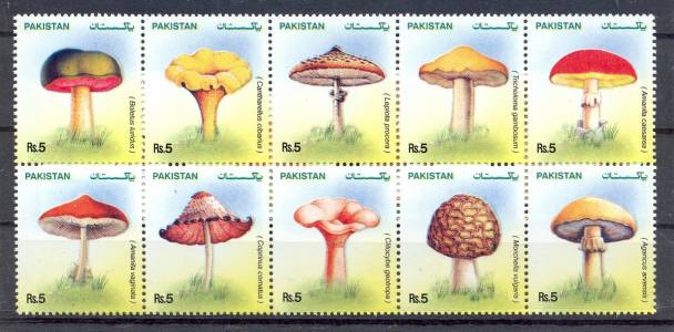 Medicinal Plants of Pakistan - Mushroom